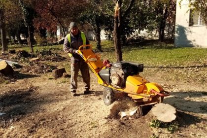 primaria constanta anunta ca se curata si se toaleteaza copacii zilele acestea se intervine in tomis ii si tomis nord 672b537d88d68