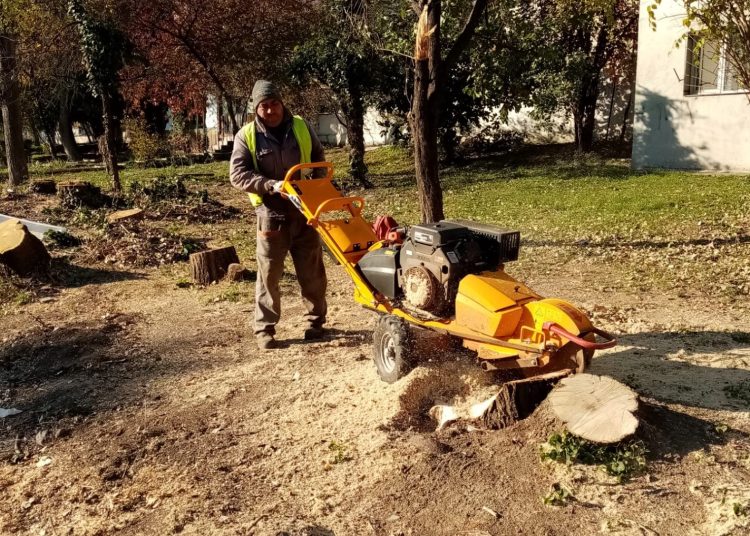 primaria constanta anunta ca se curata si se toaleteaza copacii zilele acestea se intervine in tomis ii si tomis nord 672b537d88d68