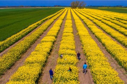 romania a fost al saptelea producator agricol din uniunea europeana anul trecut 6734b9b3d23b8