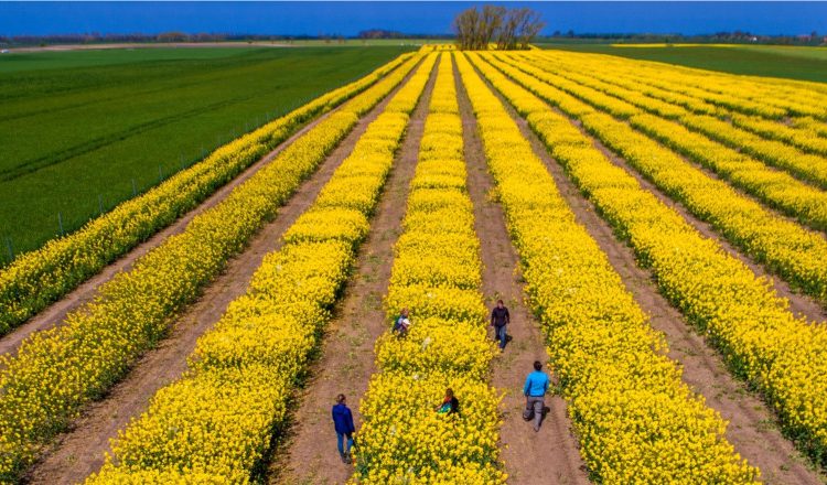 romania a fost al saptelea producator agricol din uniunea europeana anul trecut 6734b9b3d23b8