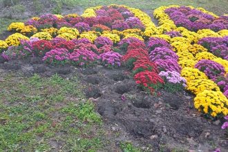 spatiile verzi din constanta recent amenajate au fost vandalizate foto 673c87e2872d0