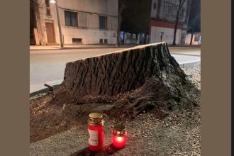 stelian ion deputat usr taierile ilegale de arbori de pe spatiile verzi din orase trebuie sa fie infractiune 673b5608889ee