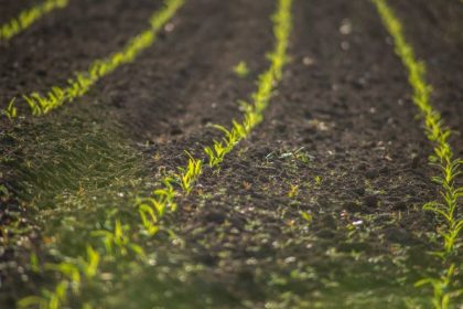 constanta in topul judetelor in care au fost vandute cele mai multe terenuri agricole 675809c7922c2