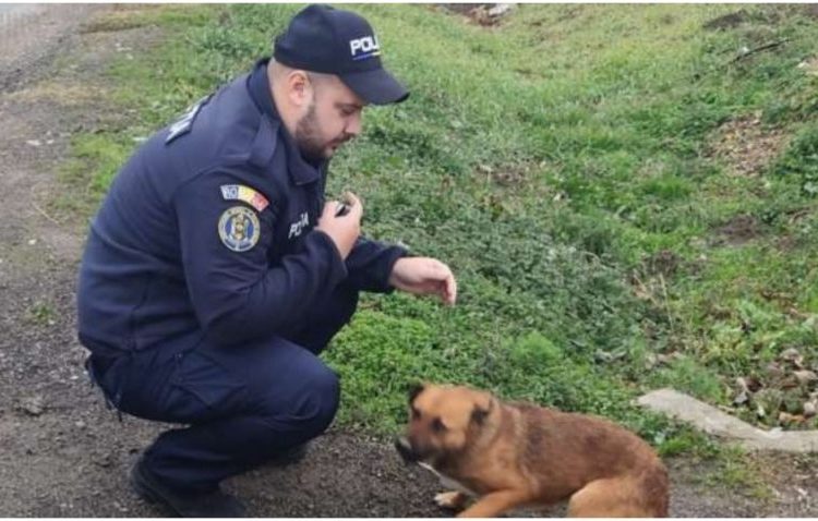 politia animalelor a amendat cu 12 000 de lei un barbat care a abandonat un catel pe marginea drumului 67597a5403786