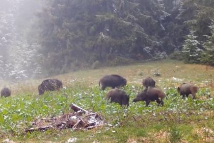 un an in muntii fagaras si o poveste in 12 capitole imagini impresionante surprinse de camere de monitorizare video 67742885aeaa4