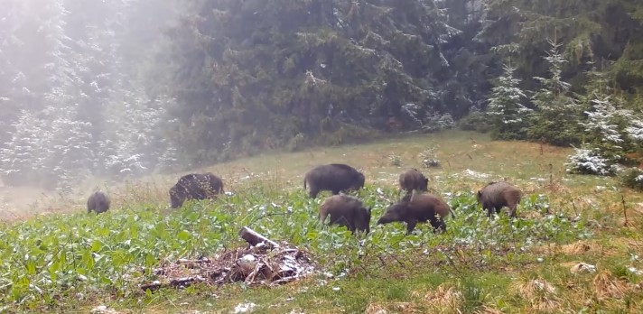 un an in muntii fagaras si o poveste in 12 capitole imagini impresionante surprinse de camere de monitorizare video 67742885aeaa4