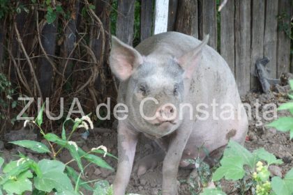 a fost confirmat un focar de pesta porcina africana la o ferma din fantanele judetul constanta 6788f6e95ef26