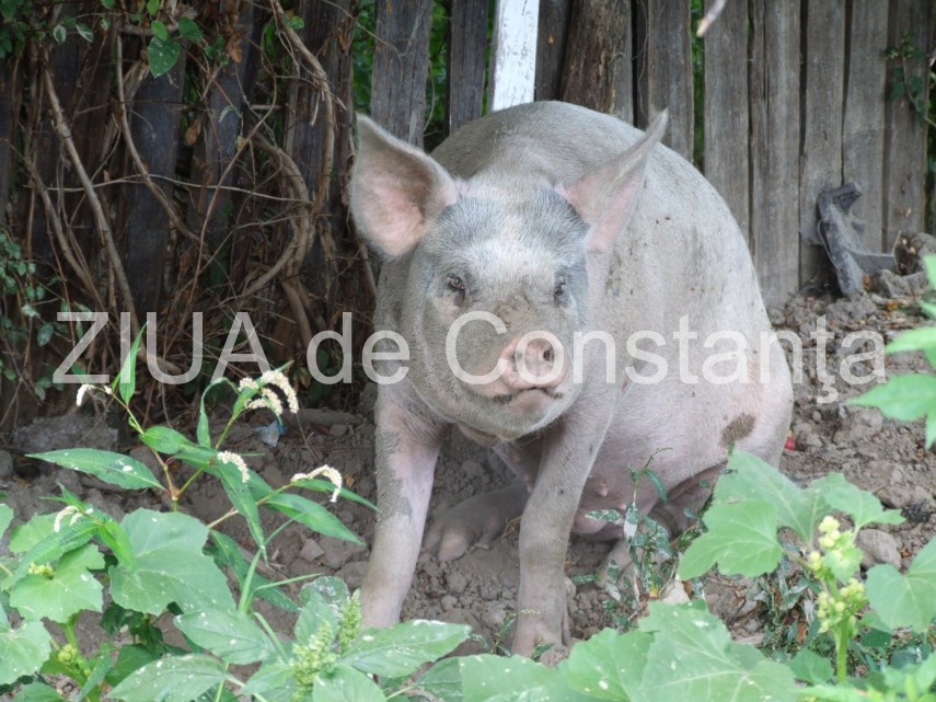 a fost confirmat un focar de pesta porcina africana la o ferma din fantanele judetul constanta 6788f6e95ef26