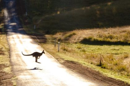 australia tara cangurilor koalelor si a celor mai fascinante reptile 6796536dda3b8