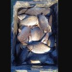 barbat care comercializa ilegal peste fara acte de provenienta depistat de jandarmi in piata din mangalia 678bc2b514415