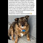 catel disparut din zona tomis plus constanta de la finele anului 2024 orice ajutor conteaza 677ffef34b989