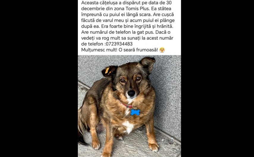 catel disparut din zona tomis plus constanta de la finele anului 2024 orice ajutor conteaza 677ffef34b989