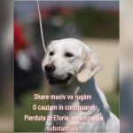 catelusa golden retriever de negasit dupa ce s a pierdut in eforie sud proprietarii ofera recompensa pentru katrina 6788e9f3bcc2c