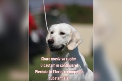 catelusa golden retriever de negasit dupa ce s a pierdut in eforie sud proprietarii ofera recompensa pentru katrina 6788e9f3bcc2c