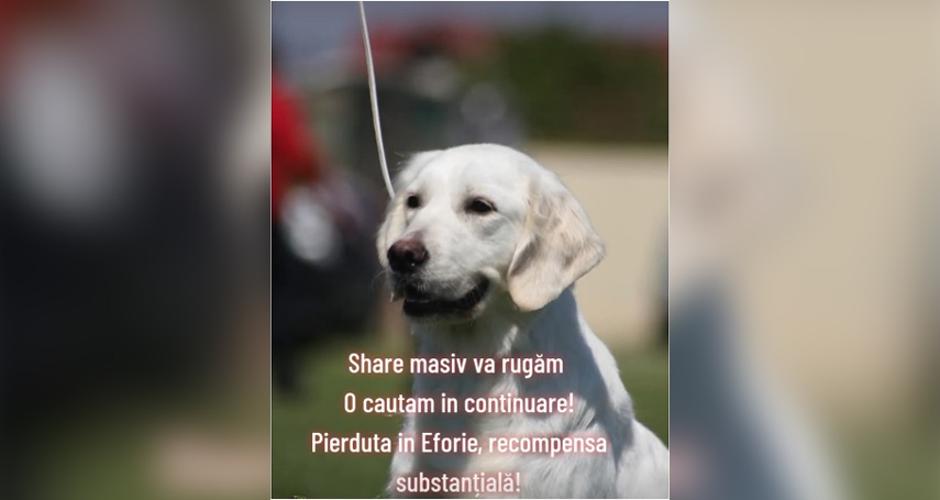 catelusa golden retriever de negasit dupa ce s a pierdut in eforie sud proprietarii ofera recompensa pentru katrina 6788e9f3bcc2c