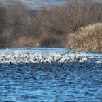 delta dunarii risca sa piarda 2 500 de hectare wwf romania trage un semnal de alarma 679cc0ced944c