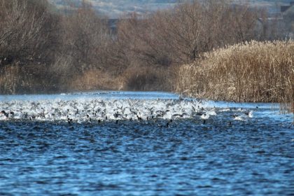 delta dunarii risca sa piarda 2 500 de hectare wwf romania trage un semnal de alarma 679cc0ced944c