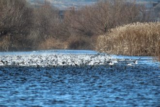 delta dunarii sa piarda 2 500 de hectare wwf romania trage un semnal de alarma 679cbafd6d777