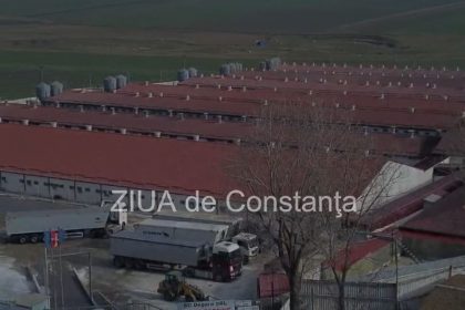 dezastrul provocat de pesta porcina la ferma din fantanele video 678a51a41ddc7