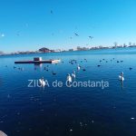 lebedele vedetele zilei pe lacul neptun din judetul constanta galerie foto 67767979c7a9c