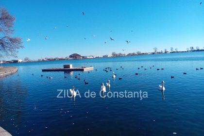 lebedele vedetele zilei pe lacul neptun din judetul constanta galerie foto 67767979c7a9c