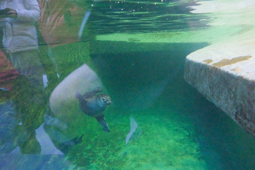 lei de mare californieni foci si pinguini humboldt la gradina zoologica brasov fotovideo 6798a5d4d8c4d