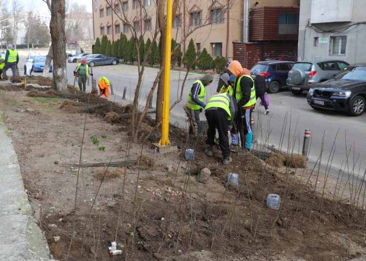 primaria constanta spatiile verzi din municipiu au nevoie de ingrijire corecta si constanta 6792499ac06b6