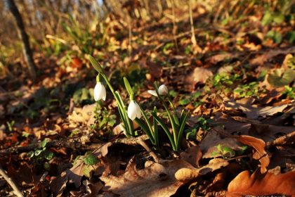 primii ghiocei din 2025 au inflorit in parcul national muntii macinului foto 67792e127bdbd