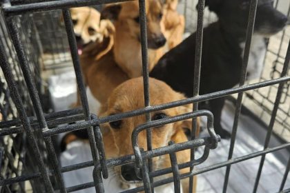 sterilizare gratuita la navodari chelaru daca ai caine sau pisica trebuie sa stii ca sterilizarea animalelor este obligatorie prin lege 67993a1d80fb6