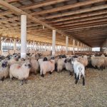 guvernul ofera sprijin financiar de urgenta pentru crescatorii de ovine si caprine afectati de seceta 67b732454d965