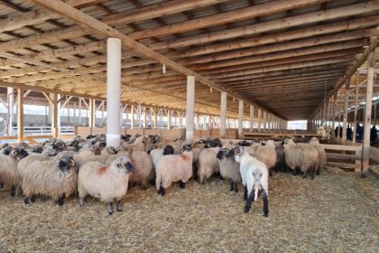 guvernul ofera sprijin financiar de urgenta pentru crescatorii de ovine si caprine afectati de seceta 67b732454d965