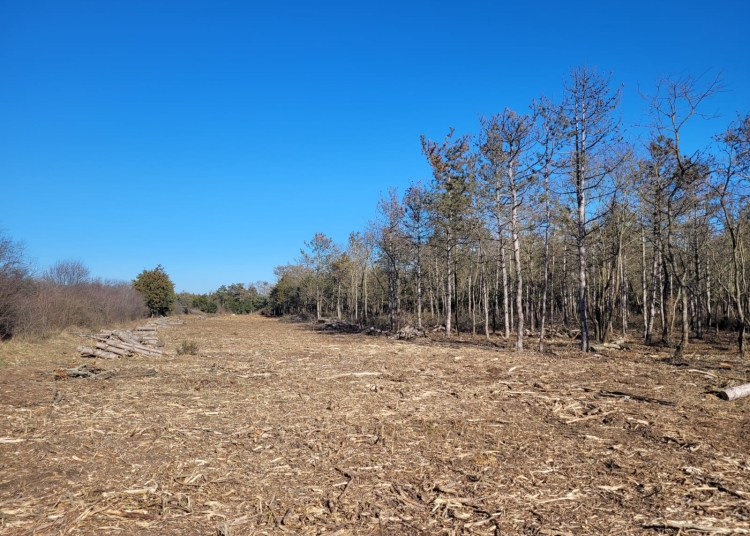 sentinta neasteptata in procesul intentat de usr privind salvarea padurii comorova cl mangalia trebuie sa introduca proiectul in urmatoarea sedinta de consiliu 67b7ad97755c0