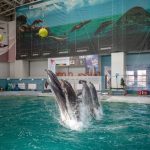 extinderea delfinariului va fi finalizata in aceasta toamna apoi pot fi mai multi delfini in bazin 67e1ef1c2a7b1