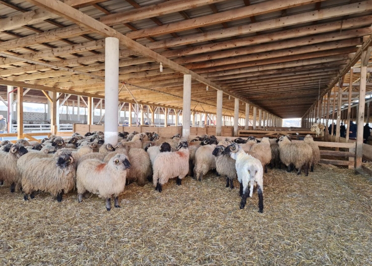 focar de febra aftoasa in ungaria romania interzice importul de animale vii din tara vecina 67d1880f36256