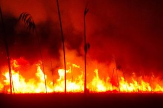 galerie foto pompierii au luptat mai multe ore cu un incendiu in delta dunarii 67d69bc4991c9