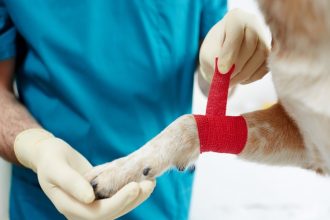 microciparea si sterilizarea reprezinta solutii optime pentru gestionarea problemei animalelor cu sau fara stapan anunta primaria constanta 67d9286aaf3d0